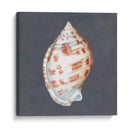 Shell En Pizarra I - Megan Meagher | Cuadro decorativo de Canvas Lab