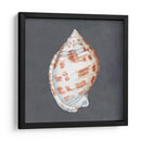 Shell En Pizarra I - Megan Meagher | Cuadro decorativo de Canvas Lab