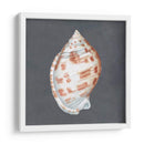 Shell En Pizarra I - Megan Meagher | Cuadro decorativo de Canvas Lab