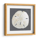 Shell En La Pizarra Ii - Megan Meagher | Cuadro decorativo de Canvas Lab