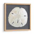 Shell En La Pizarra Ii - Megan Meagher | Cuadro decorativo de Canvas Lab