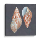 Shell En Pizarra V - Megan Meagher | Cuadro decorativo de Canvas Lab