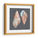 Shell En Pizarra V - Megan Meagher | Cuadro decorativo de Canvas Lab
