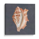 Shell On Slate Ix - Megan Meagher | Cuadro decorativo de Canvas Lab