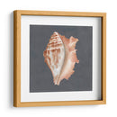 Shell On Slate Ix - Megan Meagher | Cuadro decorativo de Canvas Lab