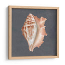 Shell On Slate Ix - Megan Meagher | Cuadro decorativo de Canvas Lab