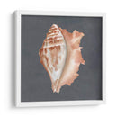 Shell On Slate Ix - Megan Meagher | Cuadro decorativo de Canvas Lab