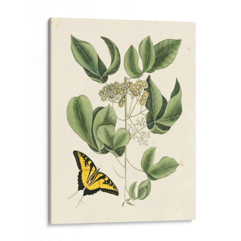 Catesby Mariposa No Adornada Y Botánica Ii - Mark Catesby | Cuadro decorativo de Canvas Lab