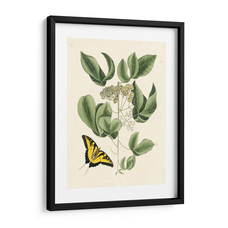 Catesby Mariposa No Adornada Y Botánica Ii - Mark Catesby | Cuadro decorativo de Canvas Lab