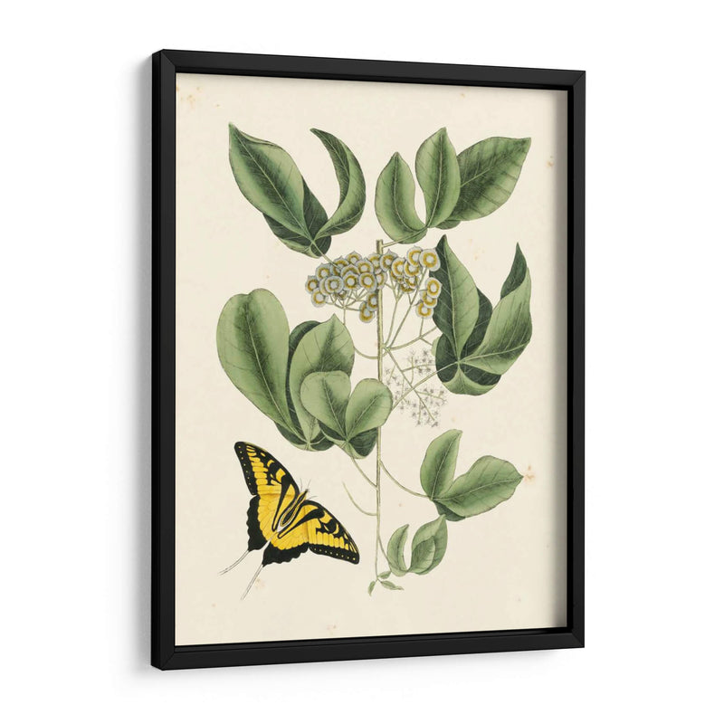 Catesby Mariposa No Adornada Y Botánica Ii - Mark Catesby | Cuadro decorativo de Canvas Lab