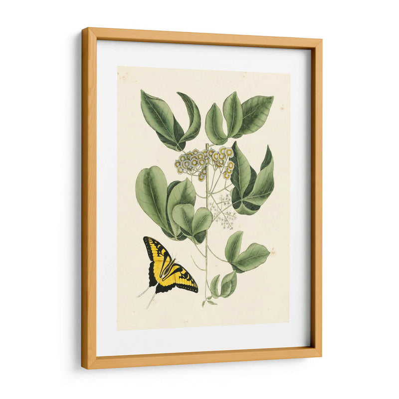 Catesby Mariposa No Adornada Y Botánica Ii - Mark Catesby | Cuadro decorativo de Canvas Lab