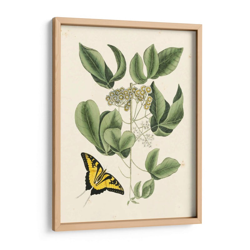 Catesby Mariposa No Adornada Y Botánica Ii - Mark Catesby | Cuadro decorativo de Canvas Lab