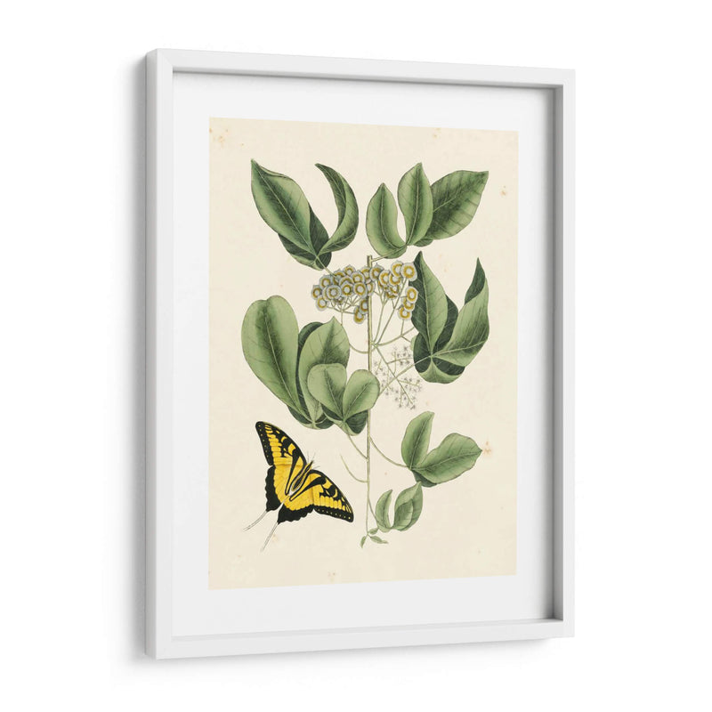 Catesby Mariposa No Adornada Y Botánica Ii - Mark Catesby | Cuadro decorativo de Canvas Lab