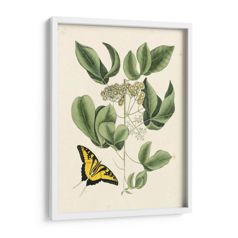 Catesby Mariposa No Adornada Y Botánica Ii - Mark Catesby | Cuadro decorativo de Canvas Lab