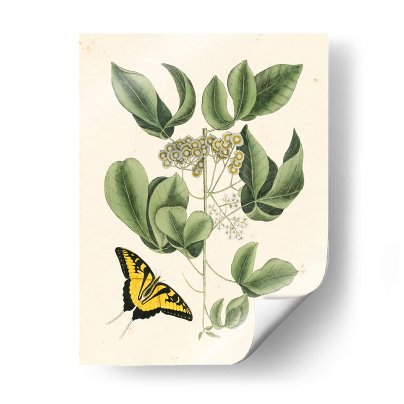 Catesby Mariposa No Adornada Y Botánica Ii - Mark Catesby | Cuadro decorativo de Canvas Lab