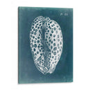 Azure Shell Ii - Vision Studio | Cuadro decorativo de Canvas Lab