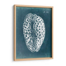 Azure Shell Ii - Vision Studio | Cuadro decorativo de Canvas Lab