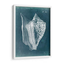 Azure Shell Iii - Vision Studio | Cuadro decorativo de Canvas Lab