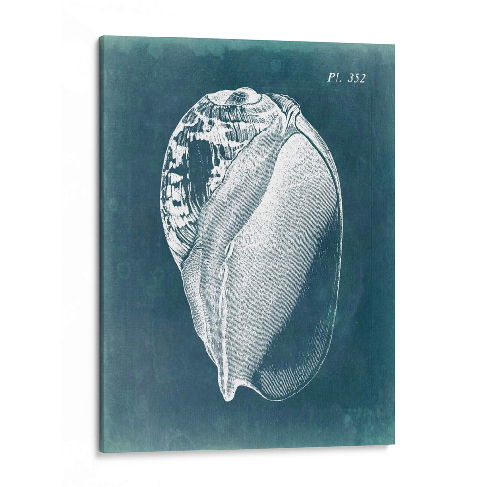 Azure Shell Iv - Vision Studio | Cuadro decorativo de Canvas Lab