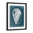 Azure Shell Iv - Vision Studio | Cuadro decorativo de Canvas Lab