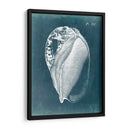 Azure Shell Iv - Vision Studio | Cuadro decorativo de Canvas Lab