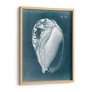 Azure Shell Iv - Vision Studio | Cuadro decorativo de Canvas Lab