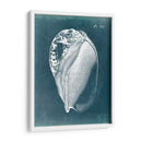 Azure Shell Iv - Vision Studio | Cuadro decorativo de Canvas Lab