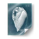 Azure Shell Iv - Vision Studio | Cuadro decorativo de Canvas Lab