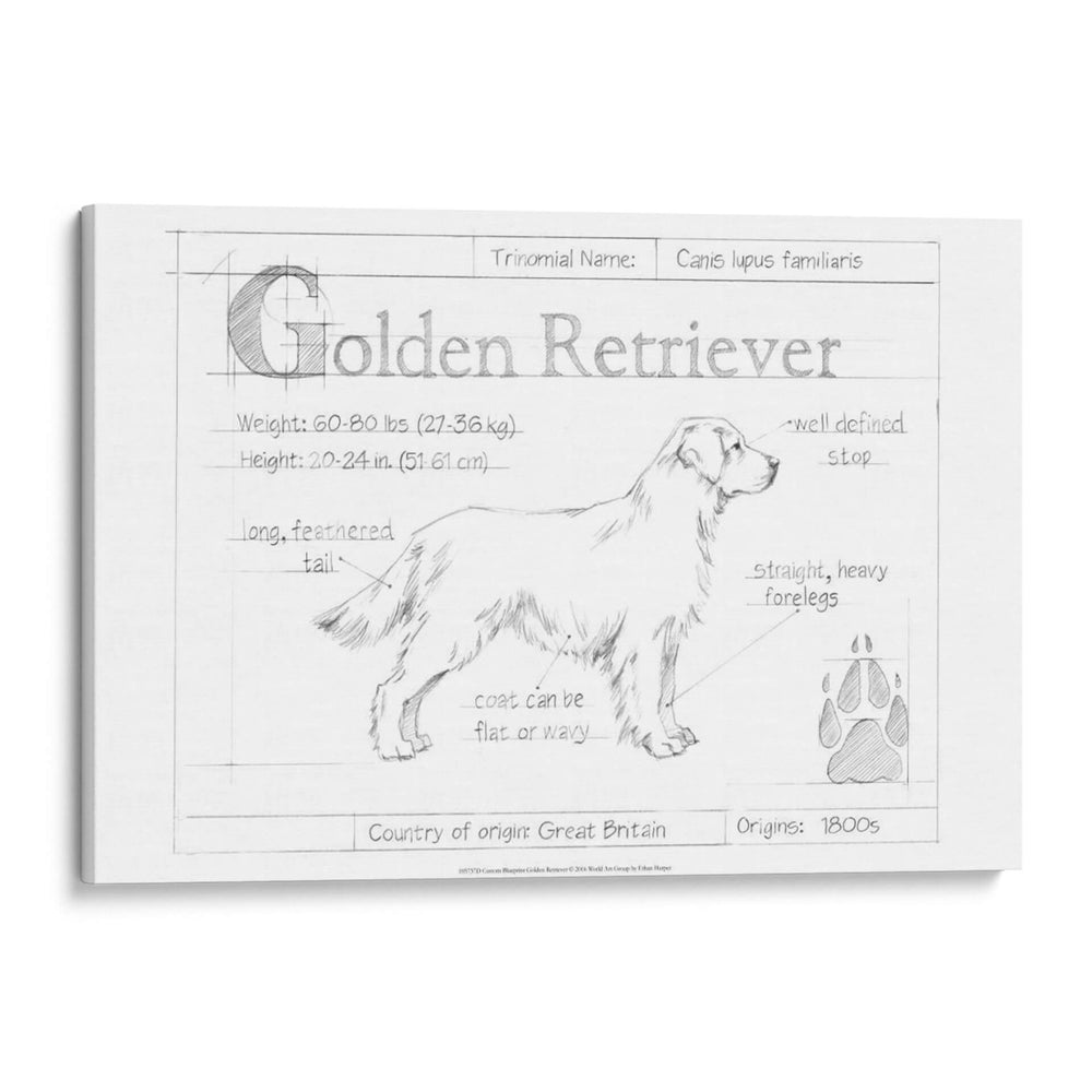 Blueprint Personalizado Golden Retriever - Ethan Harper | Cuadro decorativo de Canvas Lab
