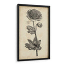 Belleza Singular I - Vision Studio | Cuadro decorativo de Canvas Lab