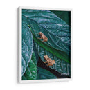 Peepers De Primavera Ii - Fred Szatkowski | Cuadro decorativo de Canvas Lab