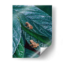 Peepers De Primavera Ii - Fred Szatkowski | Cuadro decorativo de Canvas Lab