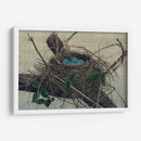 Anidando Ii - John Butler | Cuadro decorativo de Canvas Lab