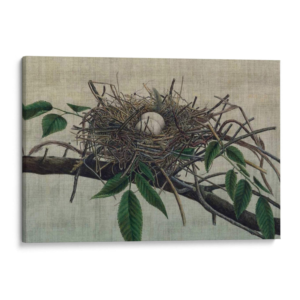 Anidando Iii - John Butler | Cuadro decorativo de Canvas Lab