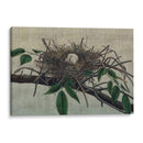 Anidando Iii - John Butler | Cuadro decorativo de Canvas Lab