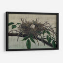 Anidando Iii - John Butler | Cuadro decorativo de Canvas Lab