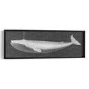 Ballena Viendo I - John Butler | Cuadro decorativo de Canvas Lab