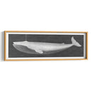 Ballena Viendo I - John Butler | Cuadro decorativo de Canvas Lab