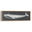 Ballena Viendo I - John Butler | Cuadro decorativo de Canvas Lab