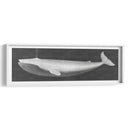 Ballena Viendo I - John Butler | Cuadro decorativo de Canvas Lab