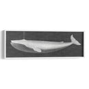 Ballena Viendo I - John Butler | Cuadro decorativo de Canvas Lab