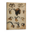 Trofeo Americano Iv - John Butler | Cuadro decorativo de Canvas Lab