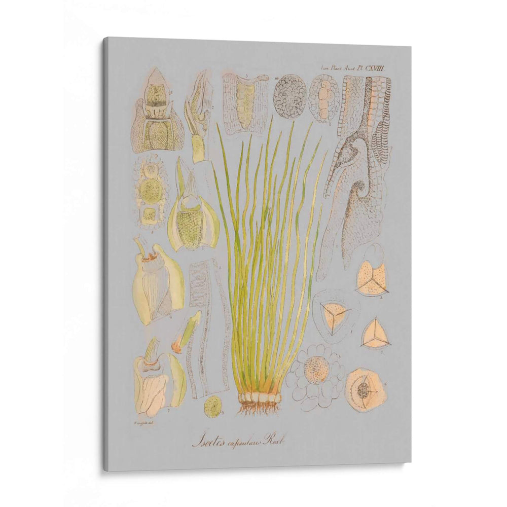 Elementos De Mar I - Jennifer Goldberger | Cuadro decorativo de Canvas Lab