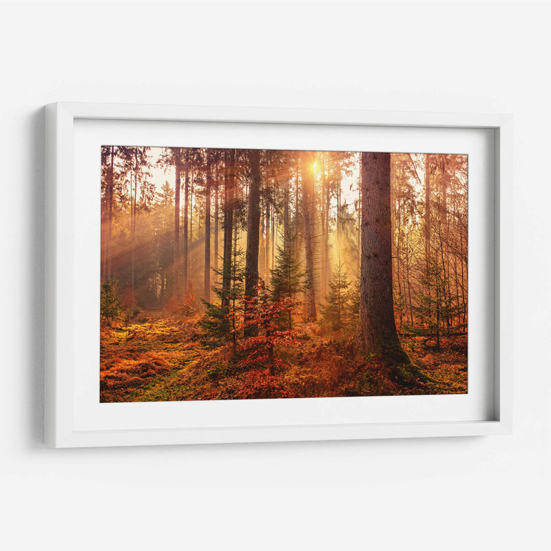 Bosque cálido | Cuadro decorativo de Canvas Lab