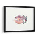 Acuarela Peces Tropicales Ii - Naomi McCavitt | Cuadro decorativo de Canvas Lab