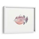 Acuarela Peces Tropicales Ii - Naomi McCavitt | Cuadro decorativo de Canvas Lab