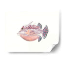 Acuarela Peces Tropicales Ii - Naomi McCavitt | Cuadro decorativo de Canvas Lab