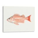 Acuarela Pescado Mar Profundo I - Naomi McCavitt | Cuadro decorativo de Canvas Lab