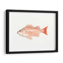 Acuarela Pescado Mar Profundo I - Naomi McCavitt | Cuadro decorativo de Canvas Lab