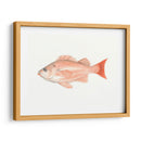 Acuarela Pescado Mar Profundo I - Naomi McCavitt | Cuadro decorativo de Canvas Lab